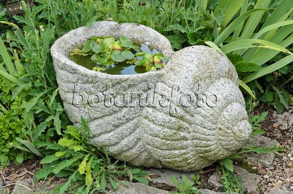 534063 - Wasserhyazinthe (Eichhornia crassipes) in einer Schnecke aus Stein