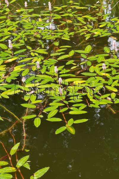 558327 - Wasserknöterich (Persicaria amphibia syn. Polygonum amphibium)