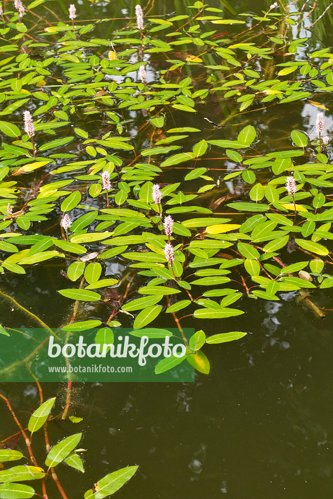 558327 - Wasserknöterich (Persicaria amphibia syn. Polygonum amphibium)