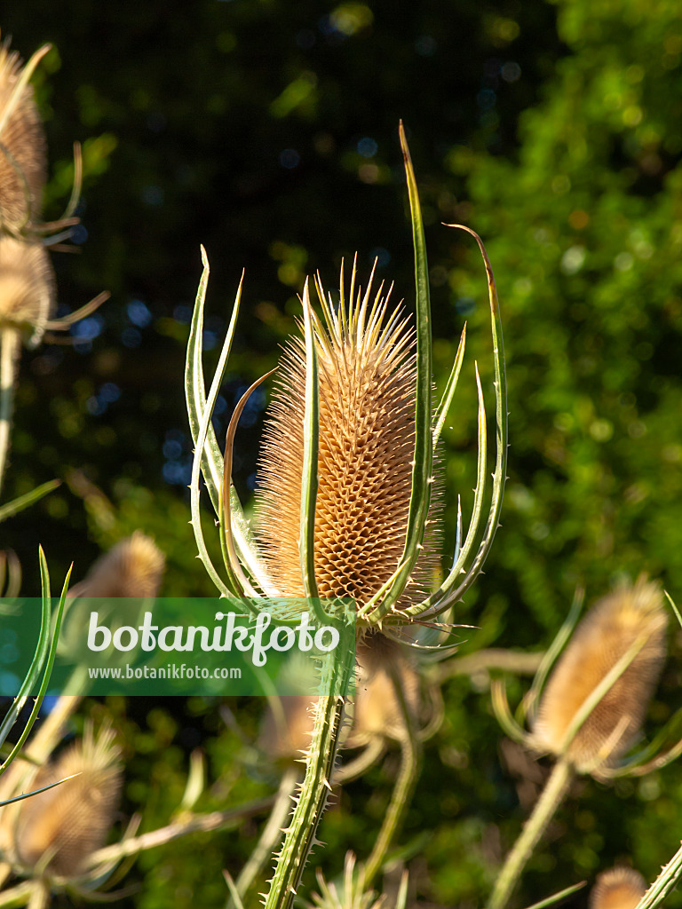 462204 - Weberkarde (Dipsacus sativus)