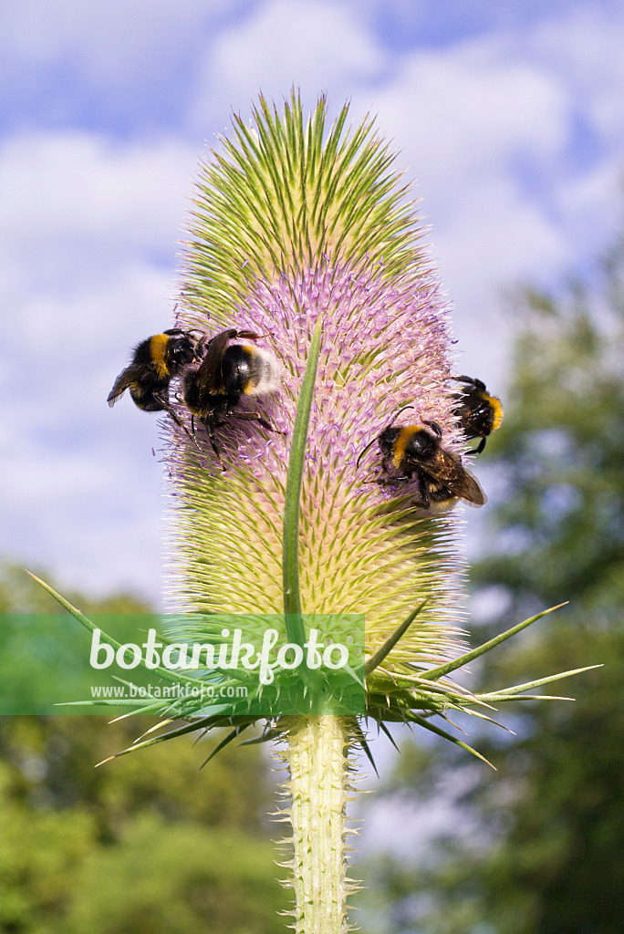 573016 - Weberkarde (Dipsacus sativus) und Hummeln (Bombus)