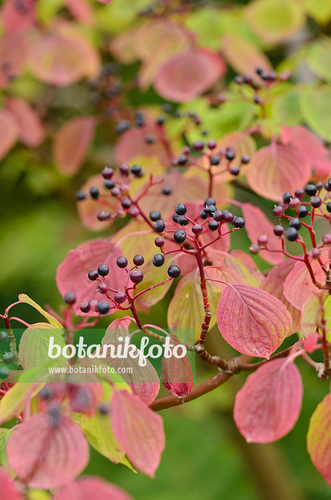 523144 - Wechselblättriger Hartriegel (Cornus alternifolia)