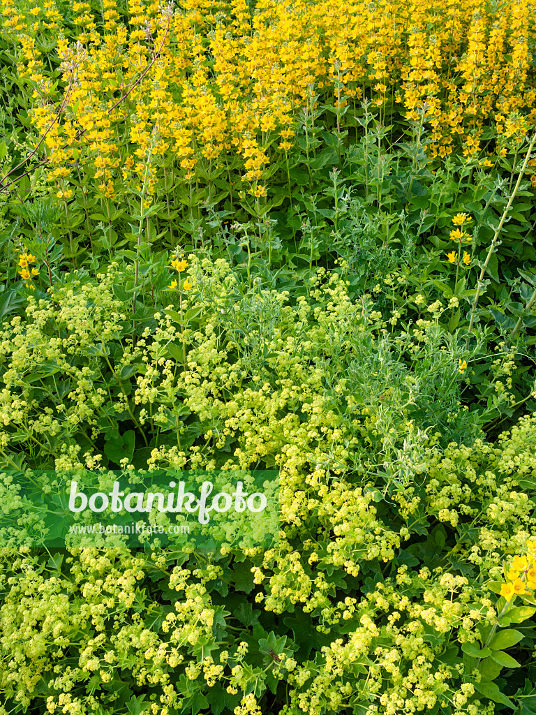 402006 - Weicher Frauenmantel (Alchemilla mollis) und Punktierter Gilbweiderich (Lysimachia punctata)