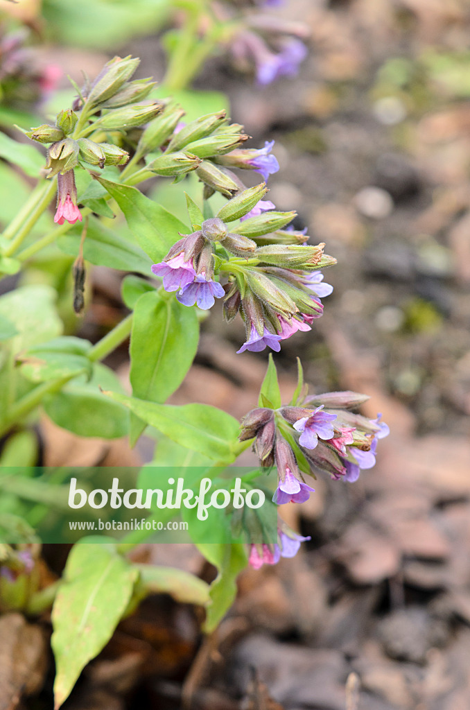 553070 - Weiches Lungenkraut (Pulmonaria mollis)