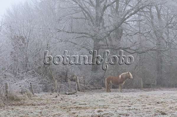 563017 - Weide mit Pferd im Winter