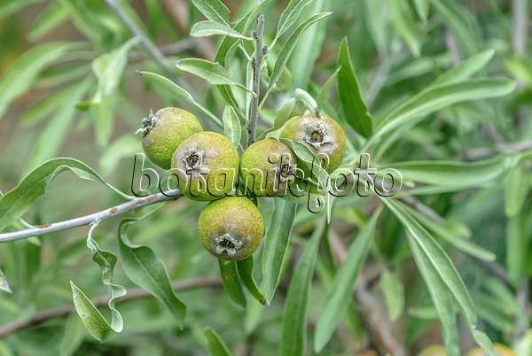 547264 - Weidenblättrige Birne (Pyrus salicifolia)