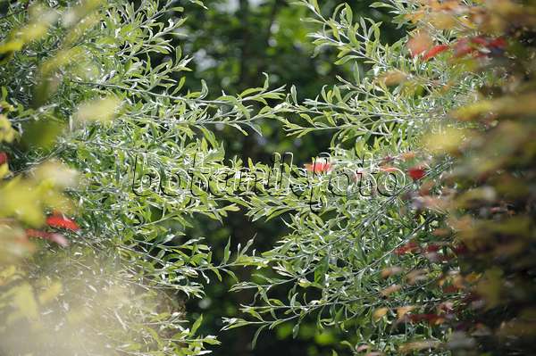 547266 - Weidenblättrige Birne (Pyrus salicifolia)