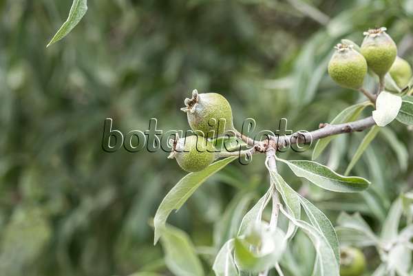 638216 - Weidenblättrige Birne (Pyrus salicifolia)