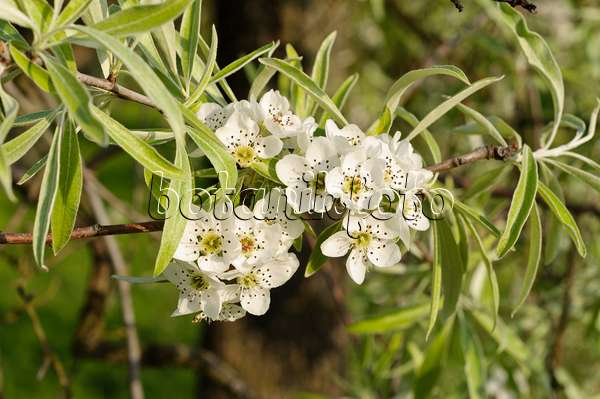 483353 - Weidenblättrige Birne (Pyrus salicifolia 'Pendula')