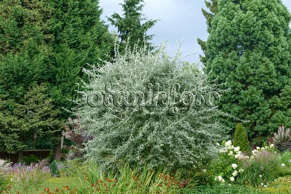 575301 - Weidenblättrige Birne (Pyrus salicifolia 'Pendula')