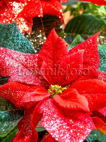 444025 - Weihnachtsstern (Euphorbia pulcherrima) mit Glitter