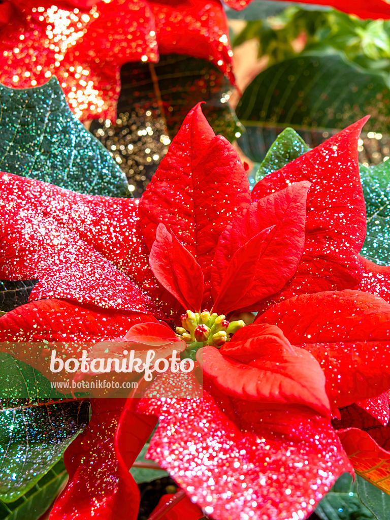 444025 - Weihnachtsstern (Euphorbia pulcherrima) mit Glitter