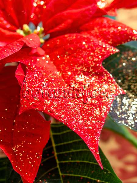 444027 - Weihnachtsstern (Euphorbia pulcherrima) mit Glitter