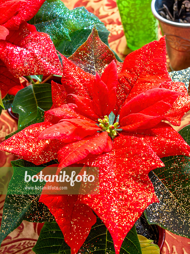 444029 - Weihnachtsstern (Euphorbia pulcherrima) mit Glitter