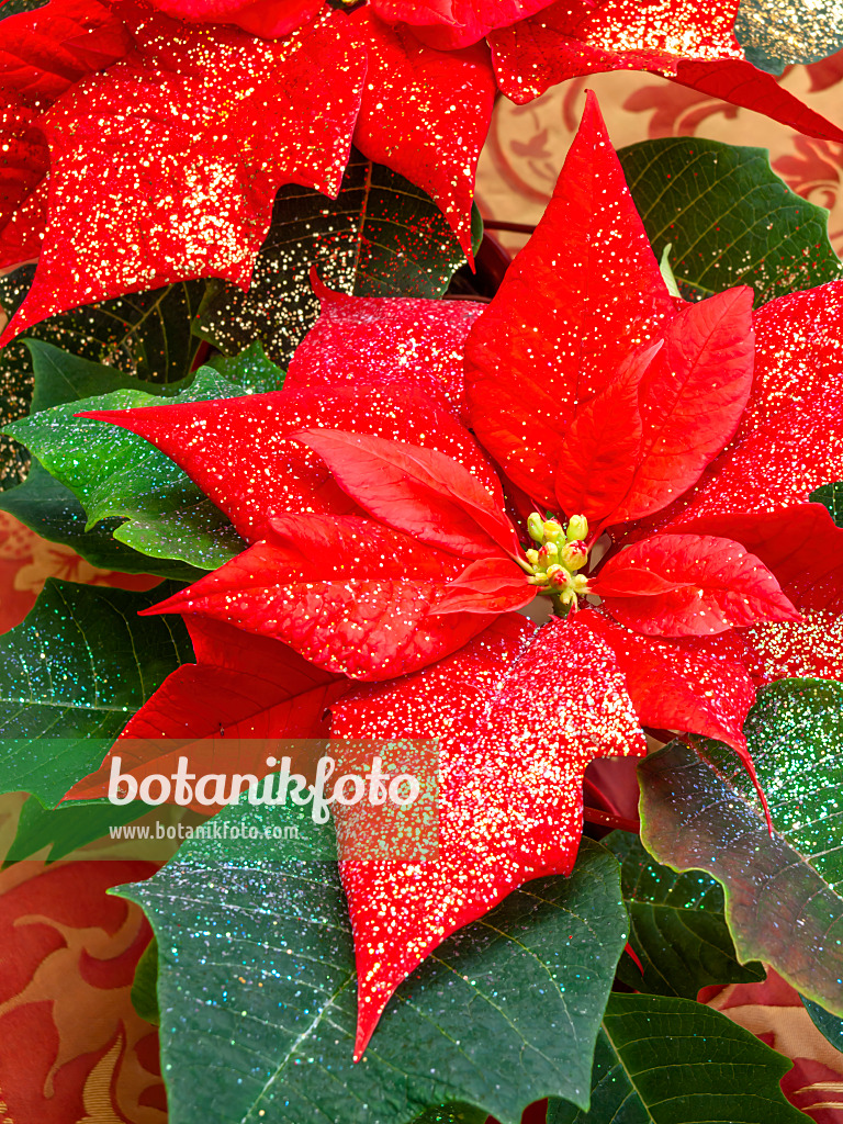 444030 - Weihnachtsstern (Euphorbia pulcherrima) mit Glitter