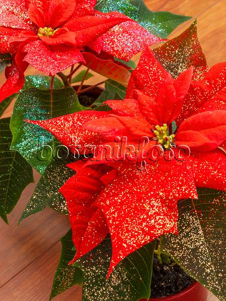 444031 - Weihnachtsstern (Euphorbia pulcherrima) mit Glitter
