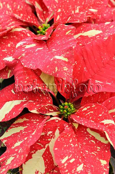477074 - Weihnachtsstern (Euphorbia pulcherrima 'Primero Glitter')