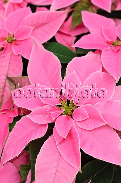 477076 - Weihnachtsstern (Euphorbia pulcherrima 'Princettia Hot Pink')