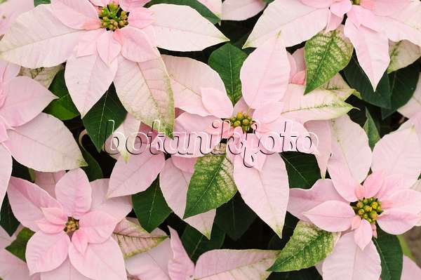 477077 - Weihnachtsstern (Euphorbia pulcherrima 'Princettia Pink')