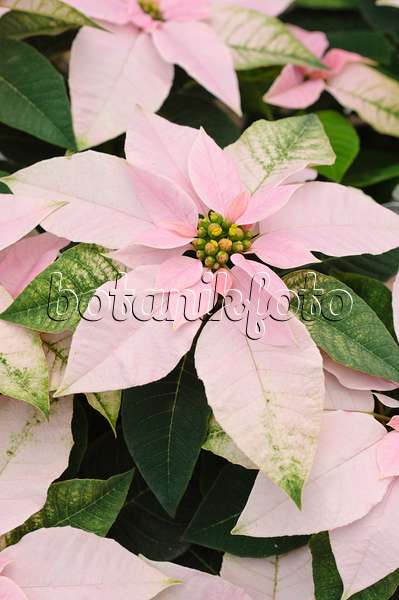 477078 - Weihnachtsstern (Euphorbia pulcherrima 'Princettia Pink')