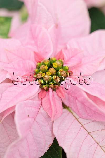 489015 - Weihnachtsstern (Euphorbia pulcherrima 'Princettia Pink')