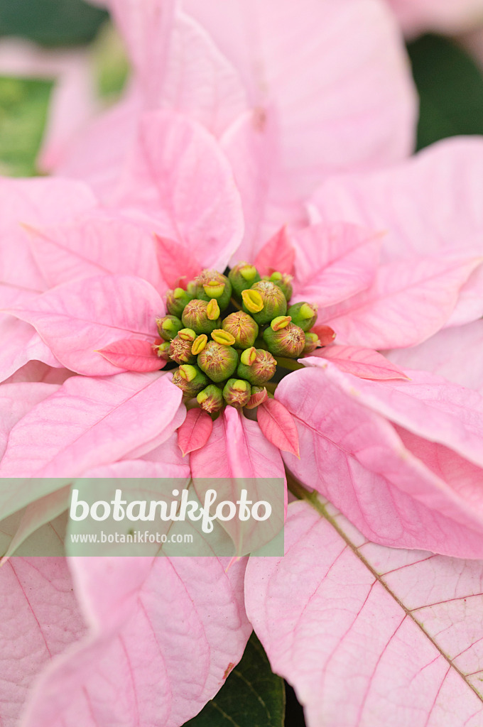 489015 - Weihnachtsstern (Euphorbia pulcherrima 'Princettia Pink')