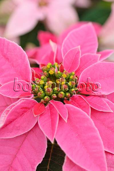 489016 - Weihnachtsstern (Euphorbia pulcherrima 'Princettia Hot Pink')