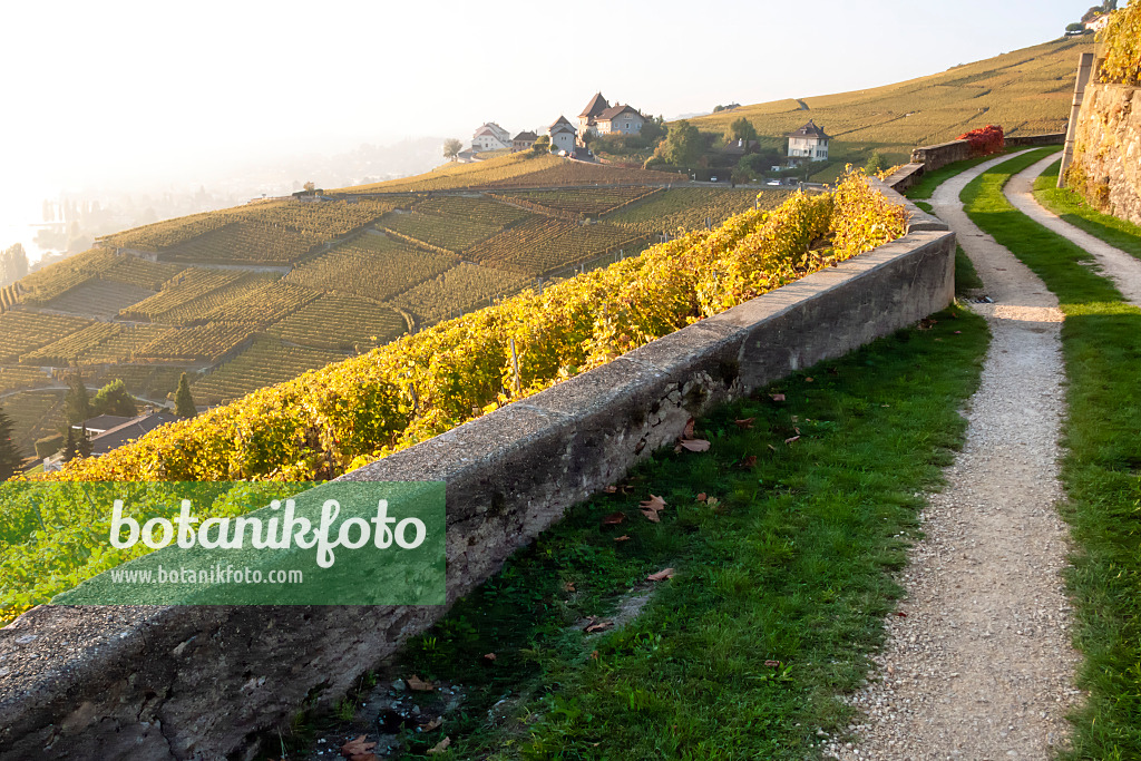 453183 - Weinberge am Genfer See, Lavaux, Schweiz