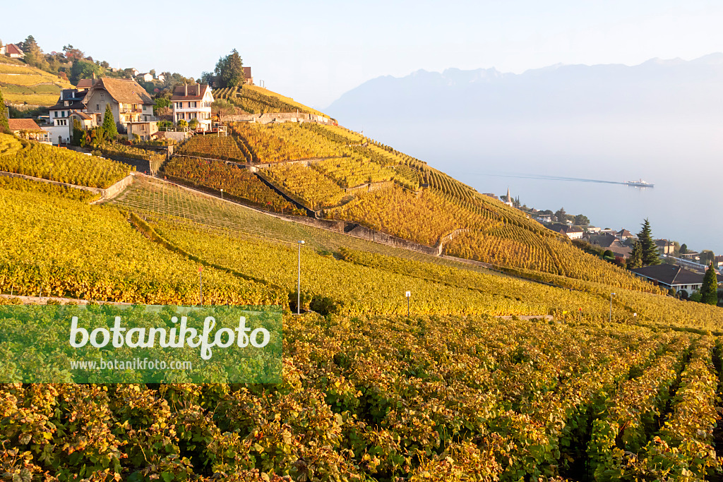 453185 - Weinberge am Genfer See, Lavaux, Schweiz