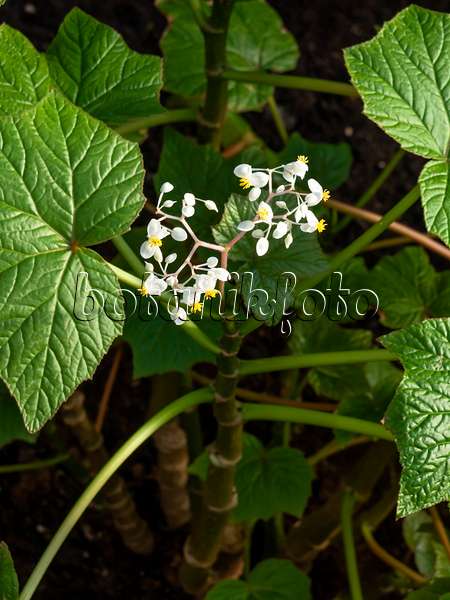 456030 - Weinblättrige Begonie (Begonia reniformis)