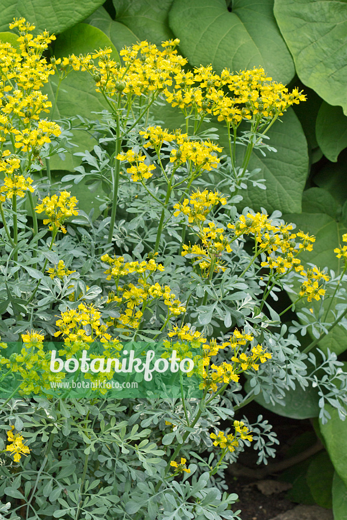 558313 - Weinraute (Ruta graveolens)