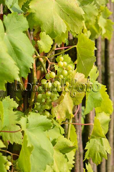 523168 - Weinrebe (Vitis vinifera)