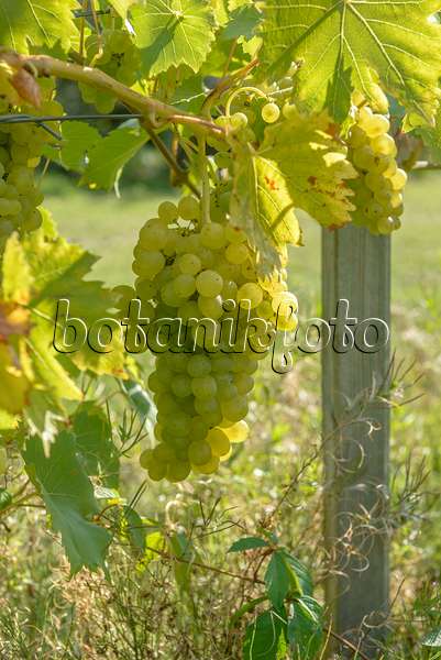 575349 - Weinrebe (Vitis vinifera 'Lilla')