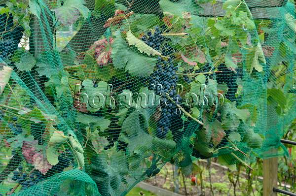 524101 - Weinrebe (Vitis vinifera) mit Vogelschutznetz