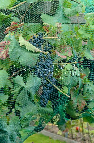 524102 - Weinrebe (Vitis vinifera) mit Vogelschutznetz