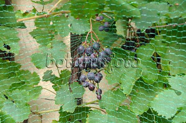 517394 - Weinrebe (Vitis vinifera 'Mitschurinski') mit Vogelschutznetz
