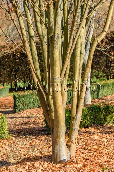 593005 - Weißdornblättriger Ahorn (Acer crataegifolium 'Veitchii')