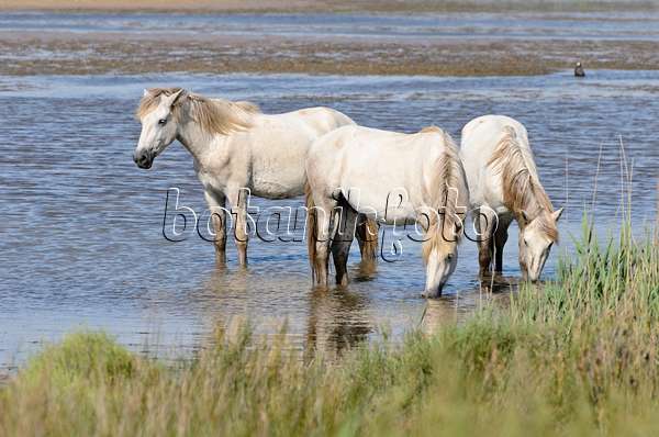 557264 - Weiße Pferde, Camargue, Frankreich