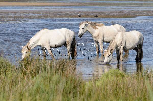 557265 - Weiße Pferde, Camargue, Frankreich