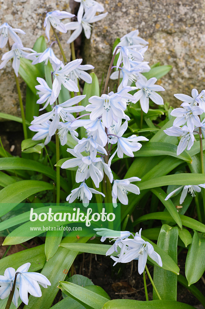 470053 - Weißer Blaustern (Scilla mischtschenkoana)