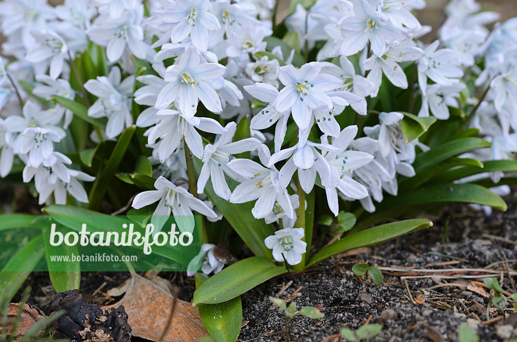 494052 - Weißer Blaustern (Scilla mischtschenkoana)