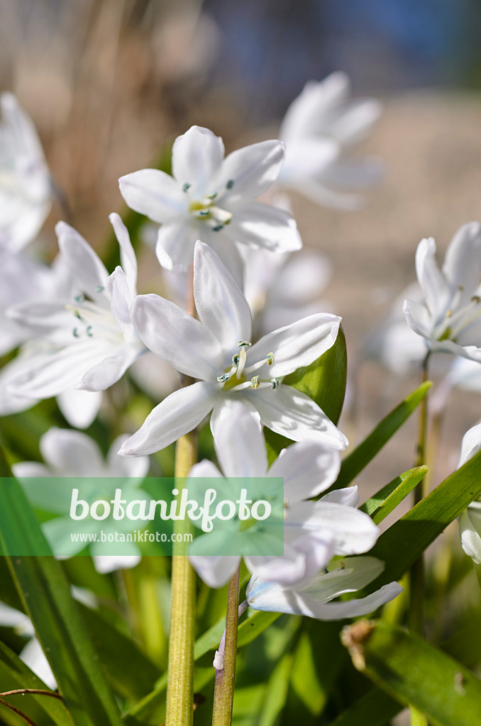 494081 - Weißer Blaustern (Scilla mischtschenkoana)