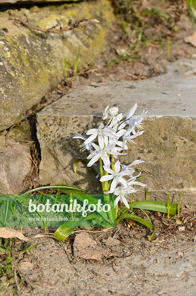 494089 - Weißer Blaustern (Scilla mischtschenkoana)