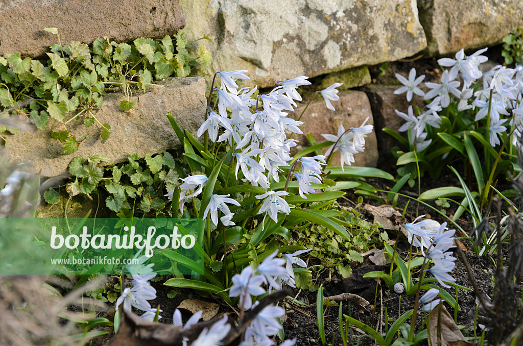 494090 - Weißer Blaustern (Scilla mischtschenkoana)