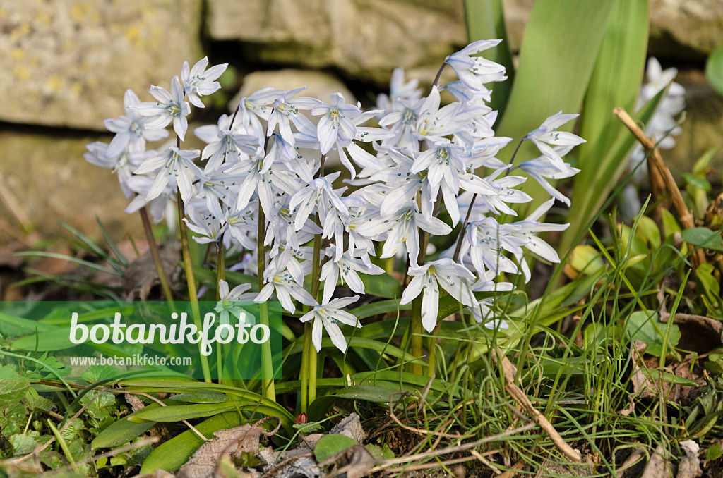 494091 - Weißer Blaustern (Scilla mischtschenkoana)