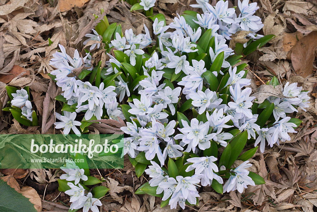 566084 - Weißer Blaustern (Scilla mischtschenkoana)