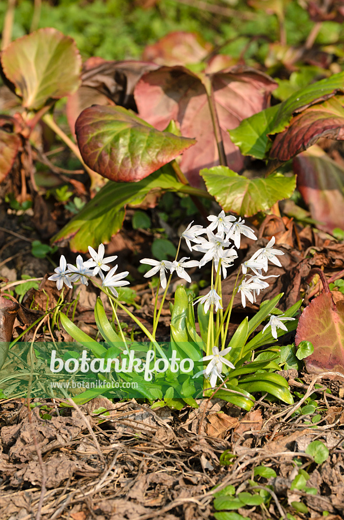 506037 - Weißer Blaustern (Scilla mischtschenkoana) und Bergenie (Bergenia)