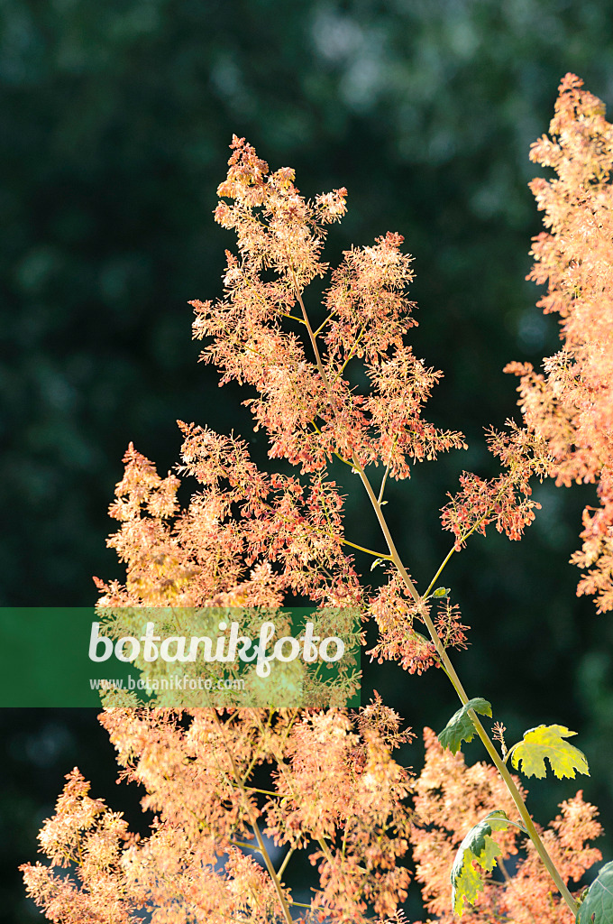 474406 - Weißer Federmohn (Macleaya cordata)