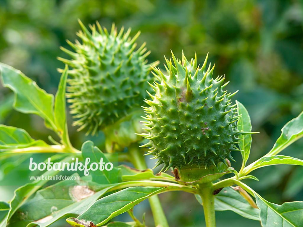 429122 - Weißer Stechapfel (Datura stramonium)