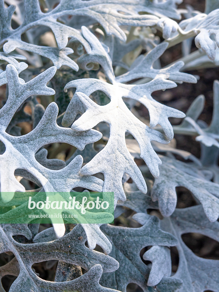 464031 - Weißfilziges Greiskraut (Senecio cineraria)